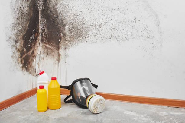 Best Fast Mold Removal  in Wappingers Falls, NY