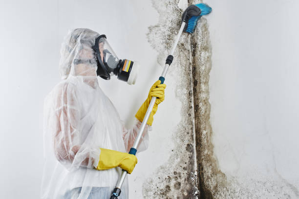 Best Mold Damage Repair  in Wappingers Falls, NY