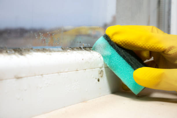 Best Certified Mold Removal  in Wappingers Falls, NY