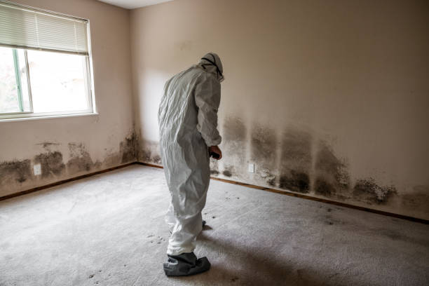 Best Mold Remediation Experts  in Wappingers Falls, NY