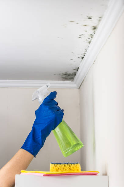 Mold Removal and Inspection in Wappingers Falls, NY