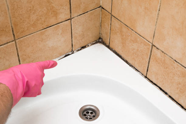 Best Certified Mold Removal  in Wappingers Falls, NY